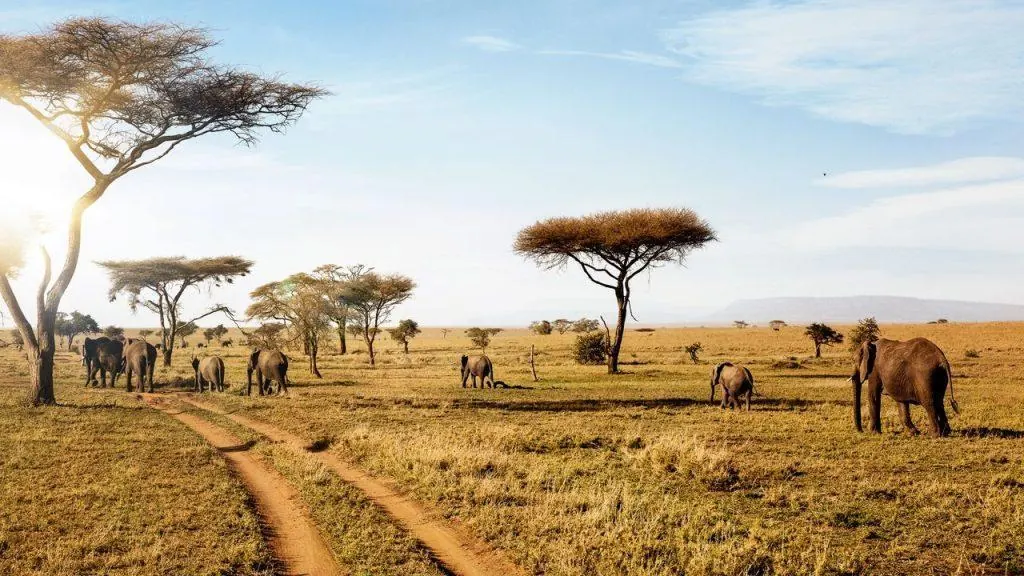 Kenya vs Tanzania Dry Season - source photograph, page 1