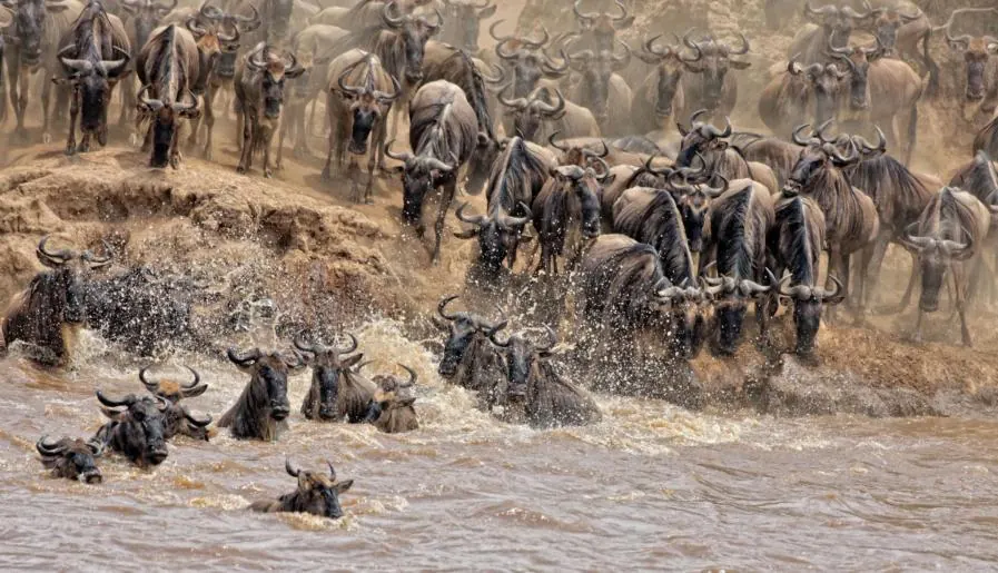 Kenya vs Tanzania Great Migration Timing - source photograph, page 2