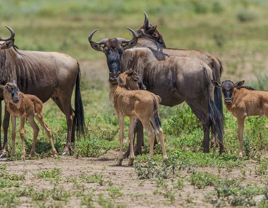 Kenya vs Tanzania Great Migration Timing - source photograph, page 2