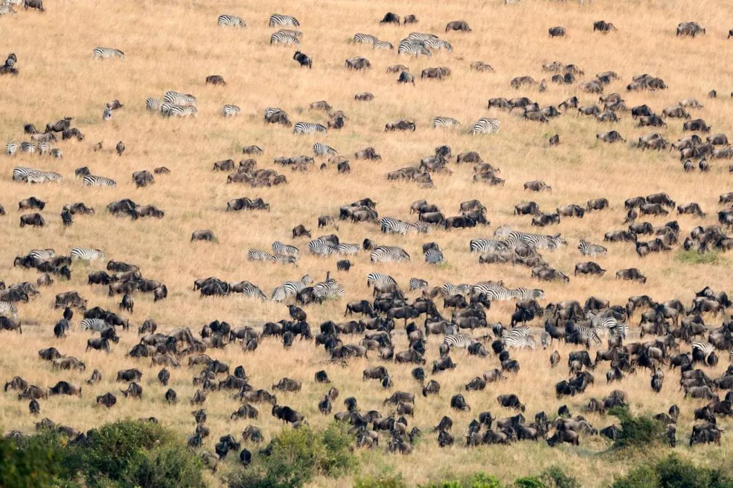 Kenya vs Tanzania Great Migration Timing - source photograph, page 3