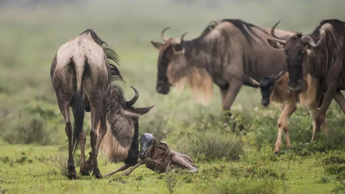 Kenya vs Tanzania Great Migration Timing - source photograph, page 5