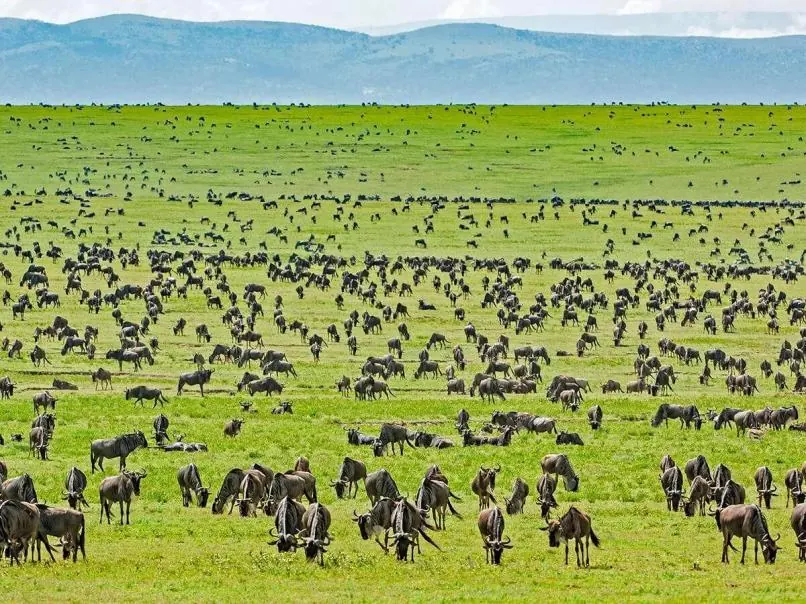 Kenya vs Tanzania Great Migration Timing - source photograph, page 10