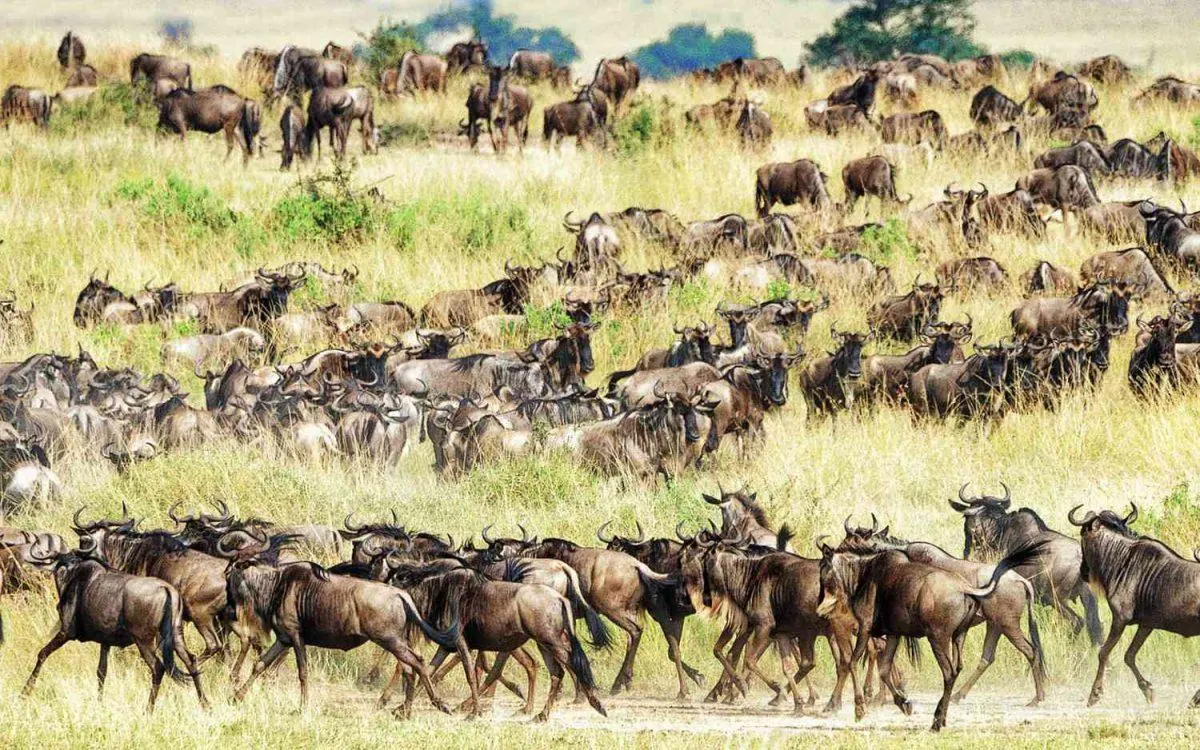 Kenya vs Tanzania Great Migration Timing - source photograph, page 12