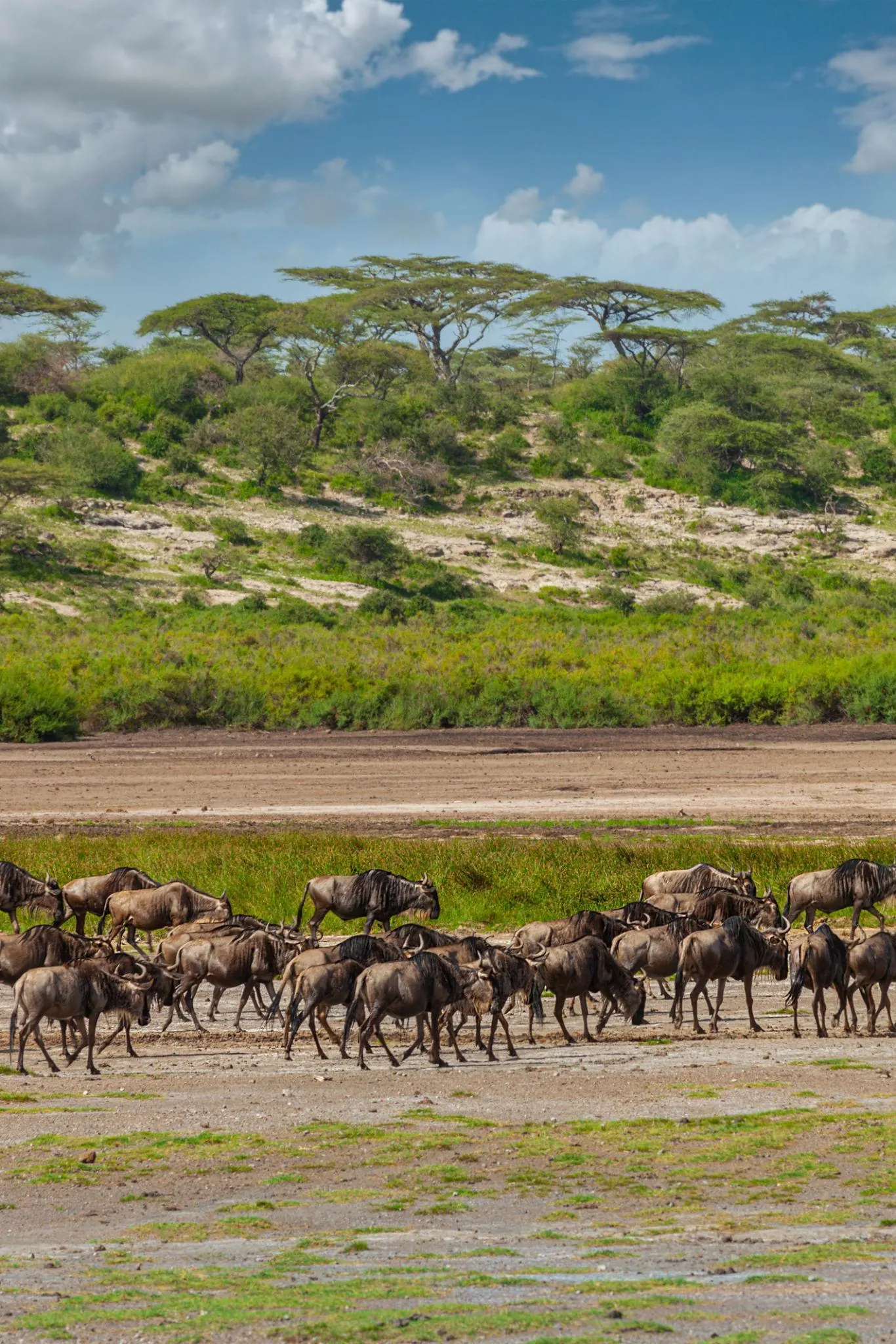 Kenya vs Tanzania Great Migration Timing - source photograph, page 13