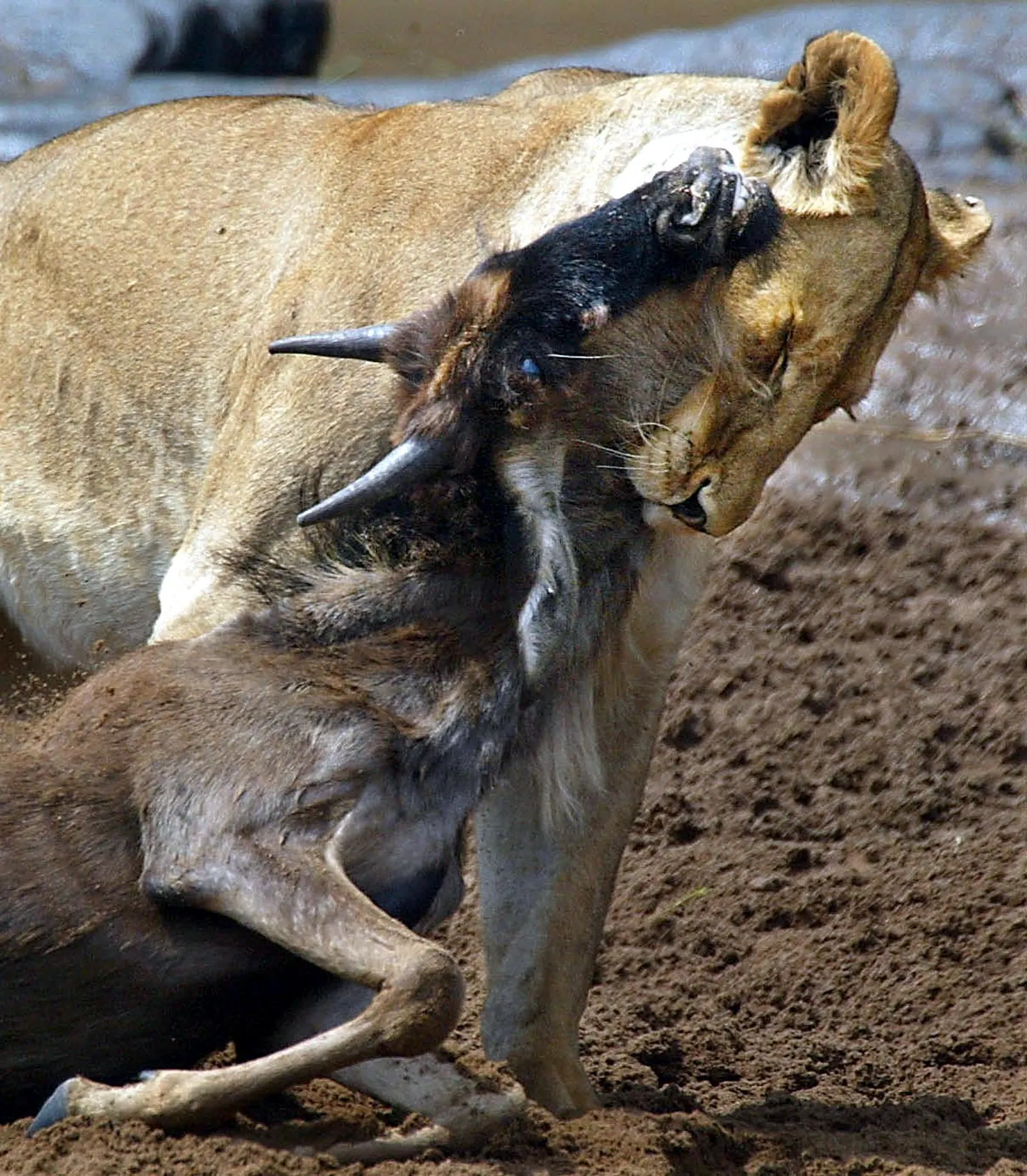 Kenya vs Tanzania Great Migration Timing - source photograph, page 15