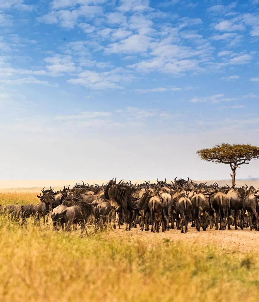 Kenya vs Tanzania Great Migration - source photograph, page 4