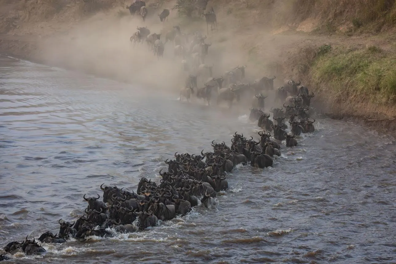 Kenya vs Tanzania Great Migration - source photograph, page 6