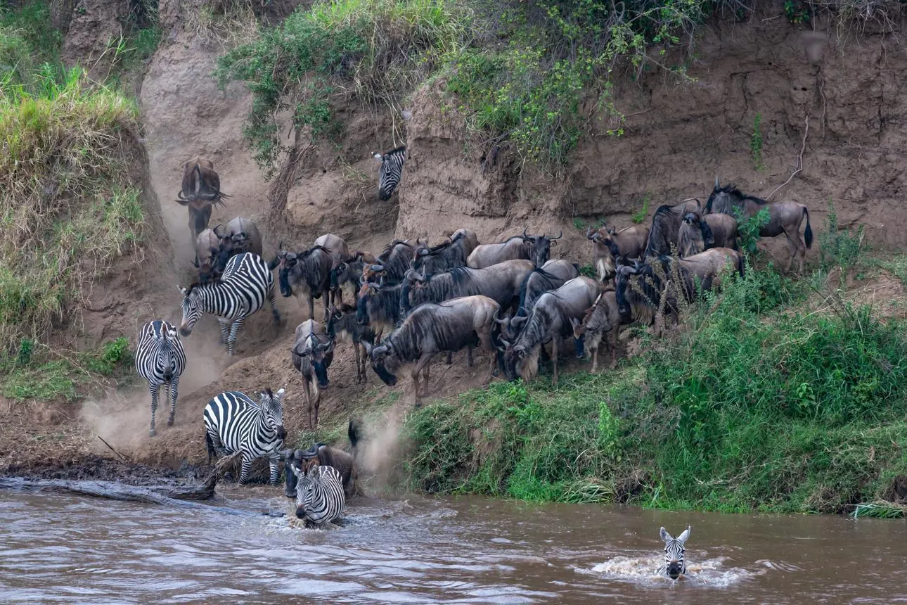 Kenya vs Tanzania Great Migration - source photograph, page 12