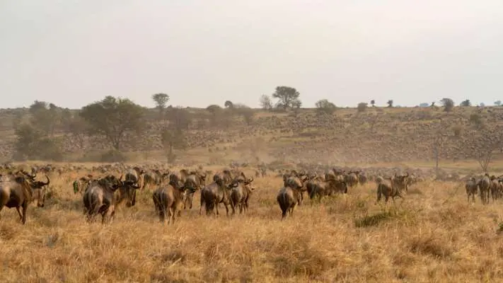 Kenya vs Tanzania Park Fees - source photograph, page 5
