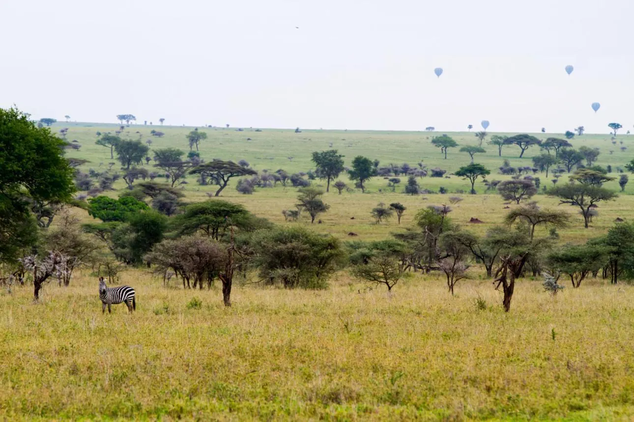 Kenya vs Tanzania Safari 2 - source photograph, page 2