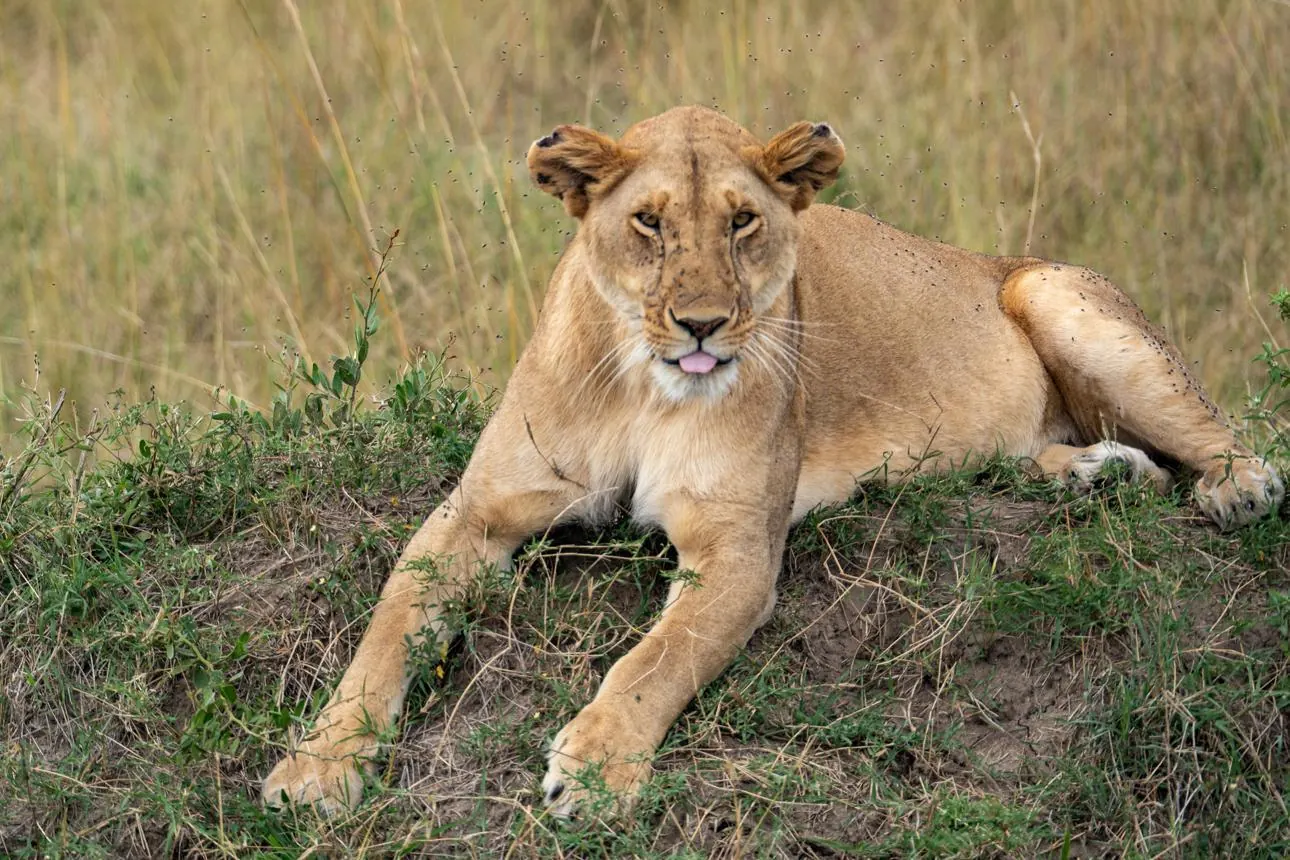 Kenya vs Tanzania Safari 2 - source photograph, page 5