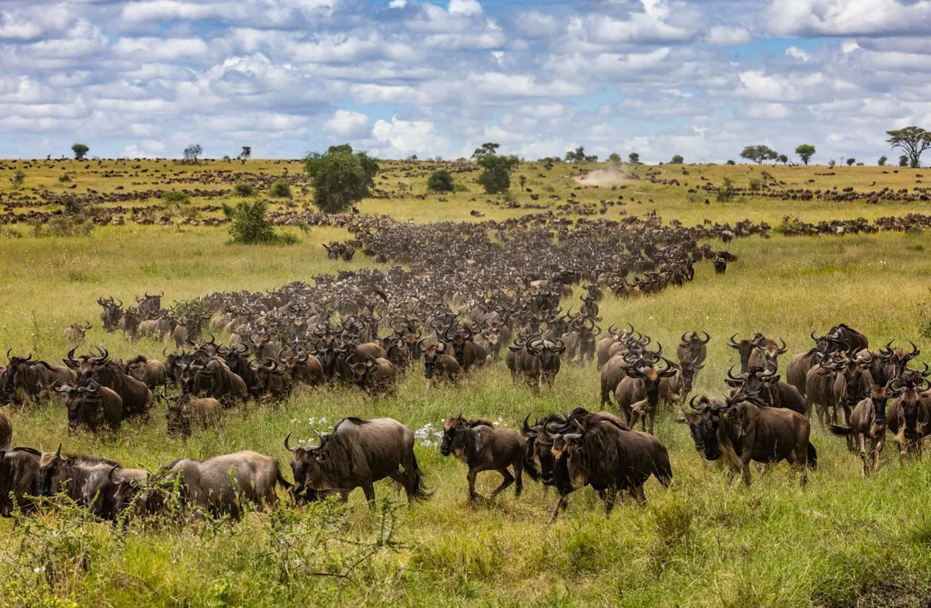 Kenya vs Tanzania Safari - source photograph, page 5