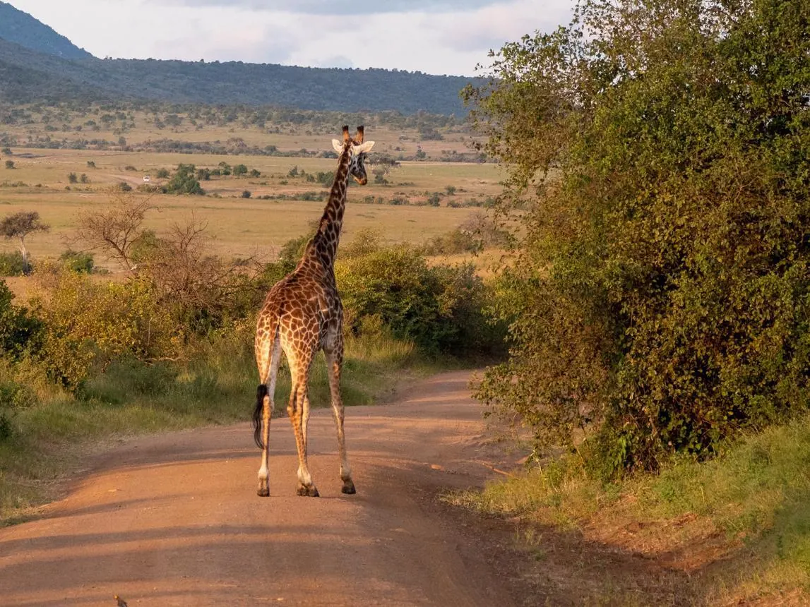 Kenya vs Tanzania Weather - source photograph, page 3