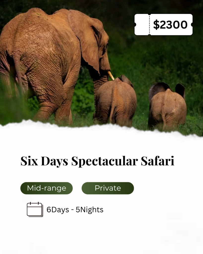 Tanzania safari wildlife photography