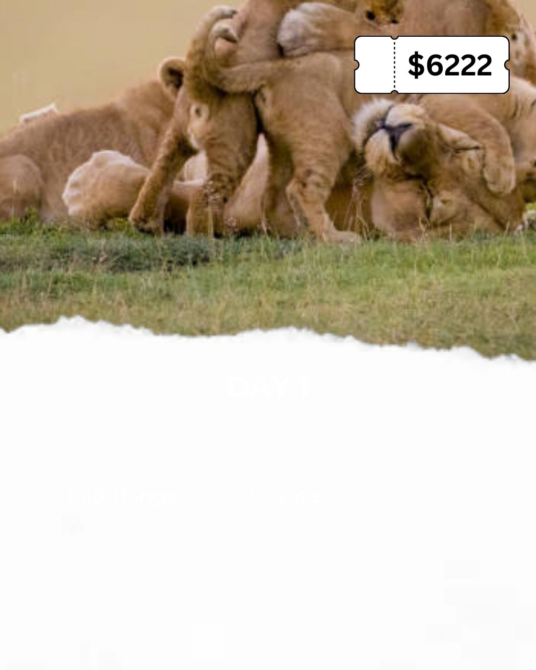 Safari