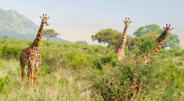 Giraffe
