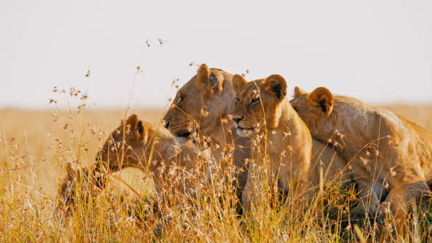 Lion pride