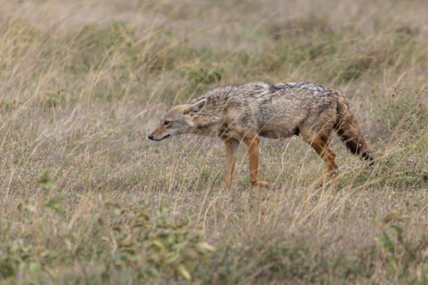 Serengeti endless plains