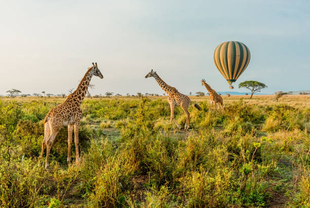 Serengeti wildlife