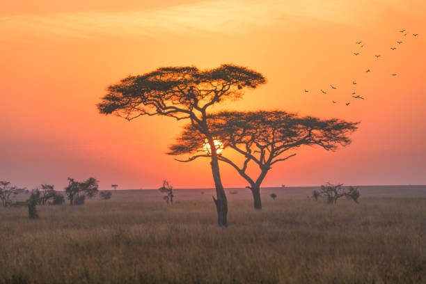 Serengeti landscape