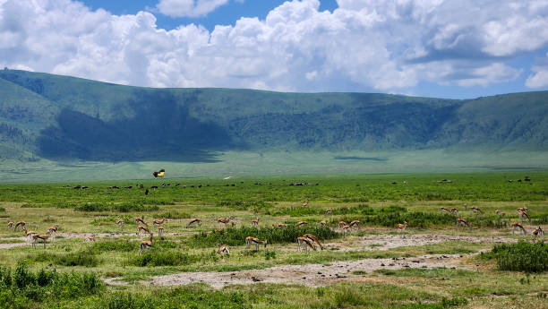 Wildlife on the Ngorongoro Crater floor in Tanzania