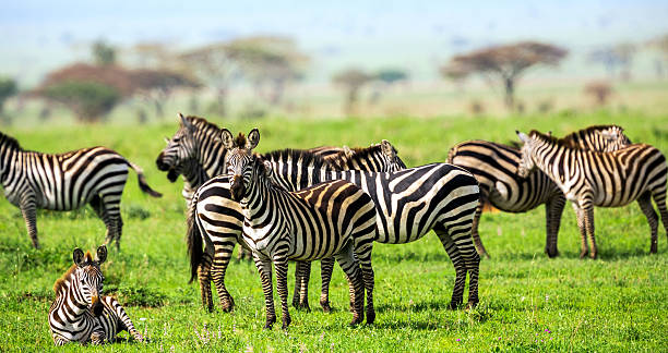 Zebra herd