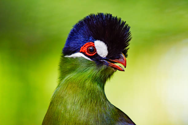 Birdlife on safari in Tanzania