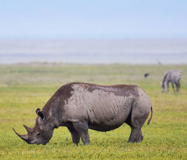 Rhino
