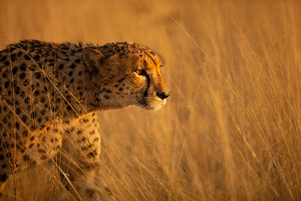 Predator in golden grass