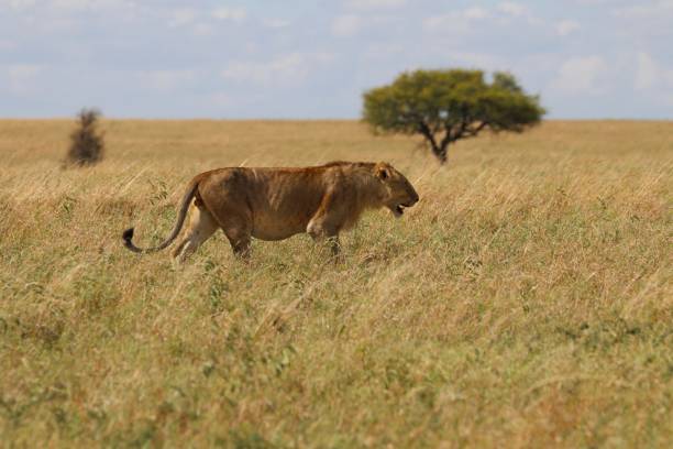 Lion