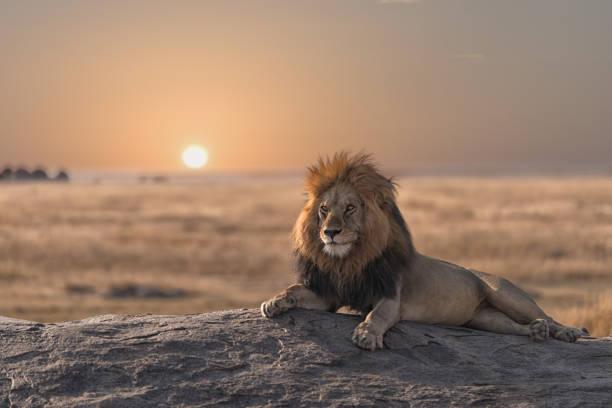 African lion on Tanzania safari