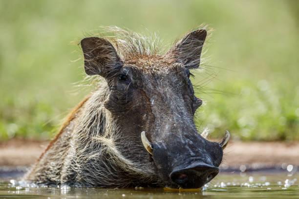 private conservancy safari planning image for African safari holidays in 2026