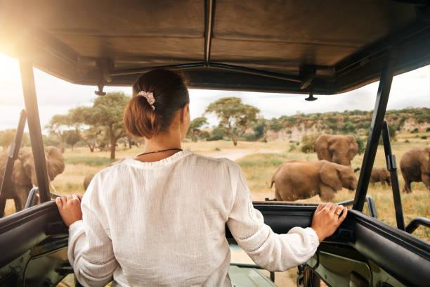East African safari wildlife scene for Tanzania travel