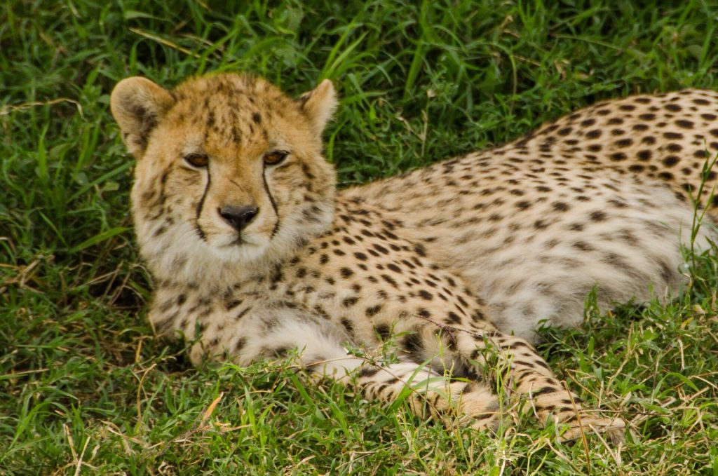 Real travel image for How Many Days Do You Need for a Tanzania Safari?