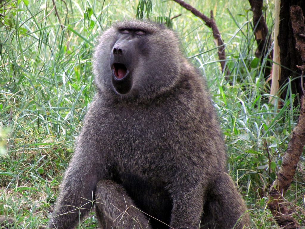 Real travel image for How to Plan a Tanzania Safari for the First Time