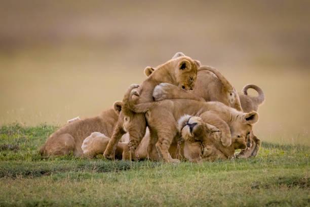 Safari Months in Tanzania Tanzania safari guide image 1