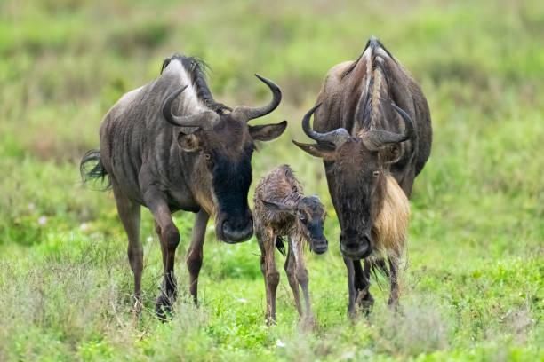 Newborn wildebeest calf during calving season in Tanzania
