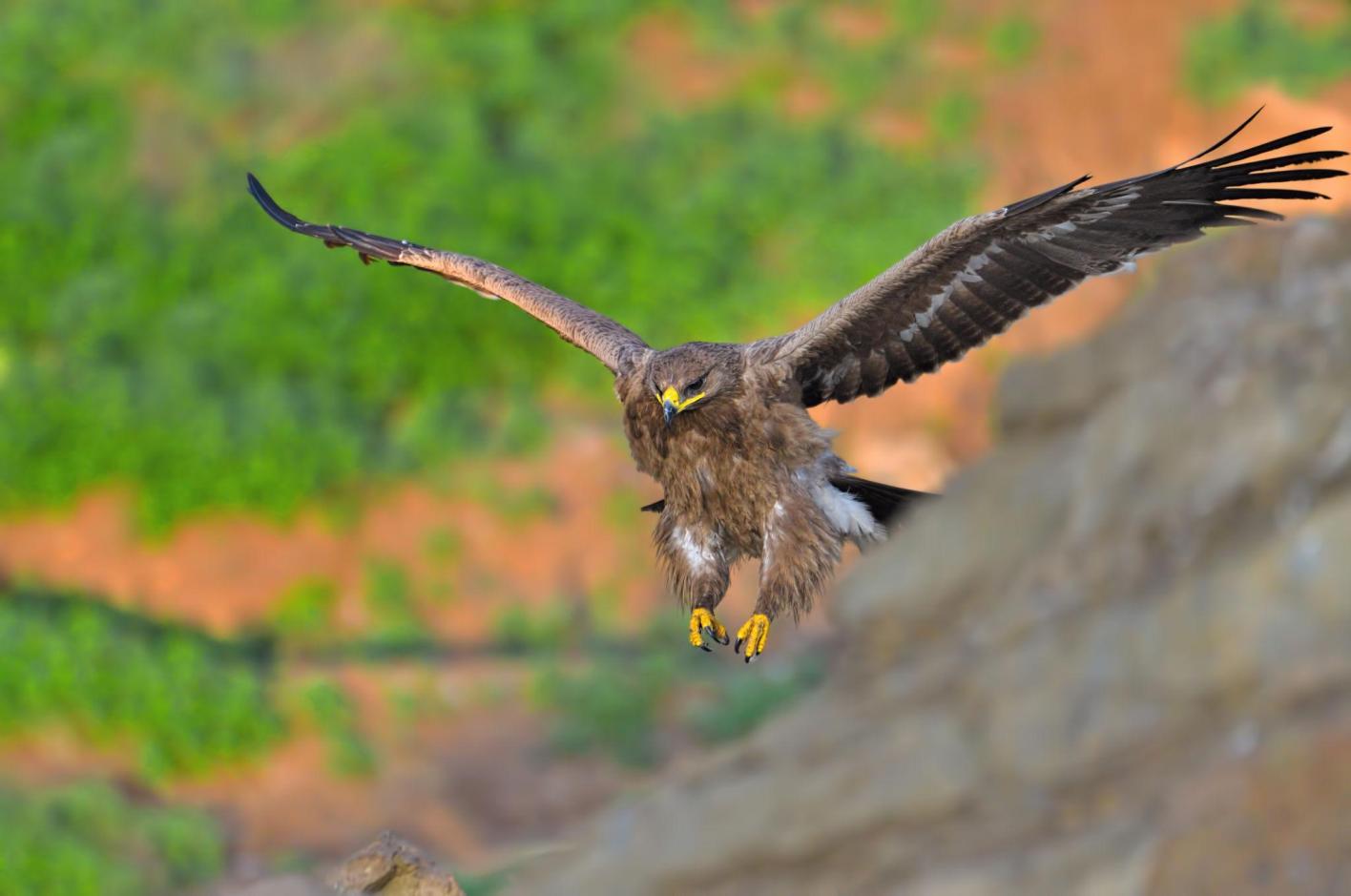 Steppe eagle Tanzania safari guide image 3