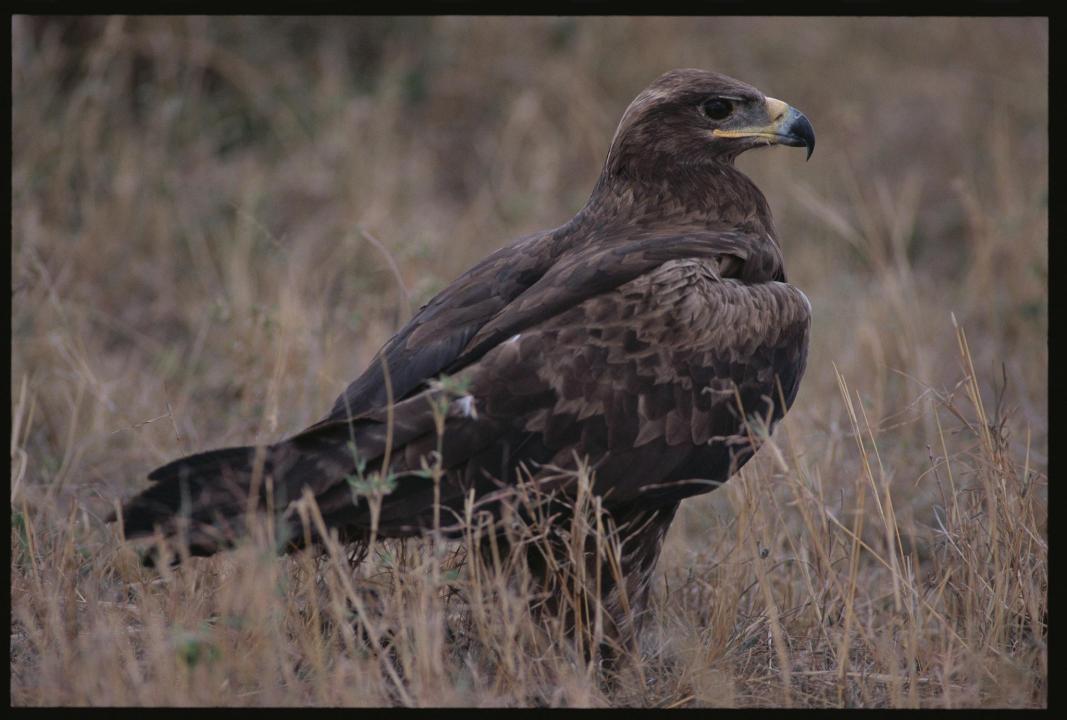 Steppe eagle Tanzania safari guide image 5