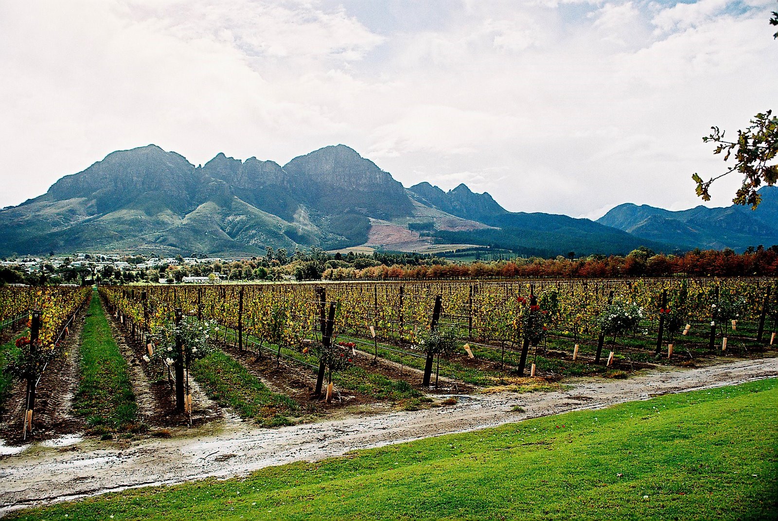6-Day Cape Town, Cape Winelands and Garden Route Journey