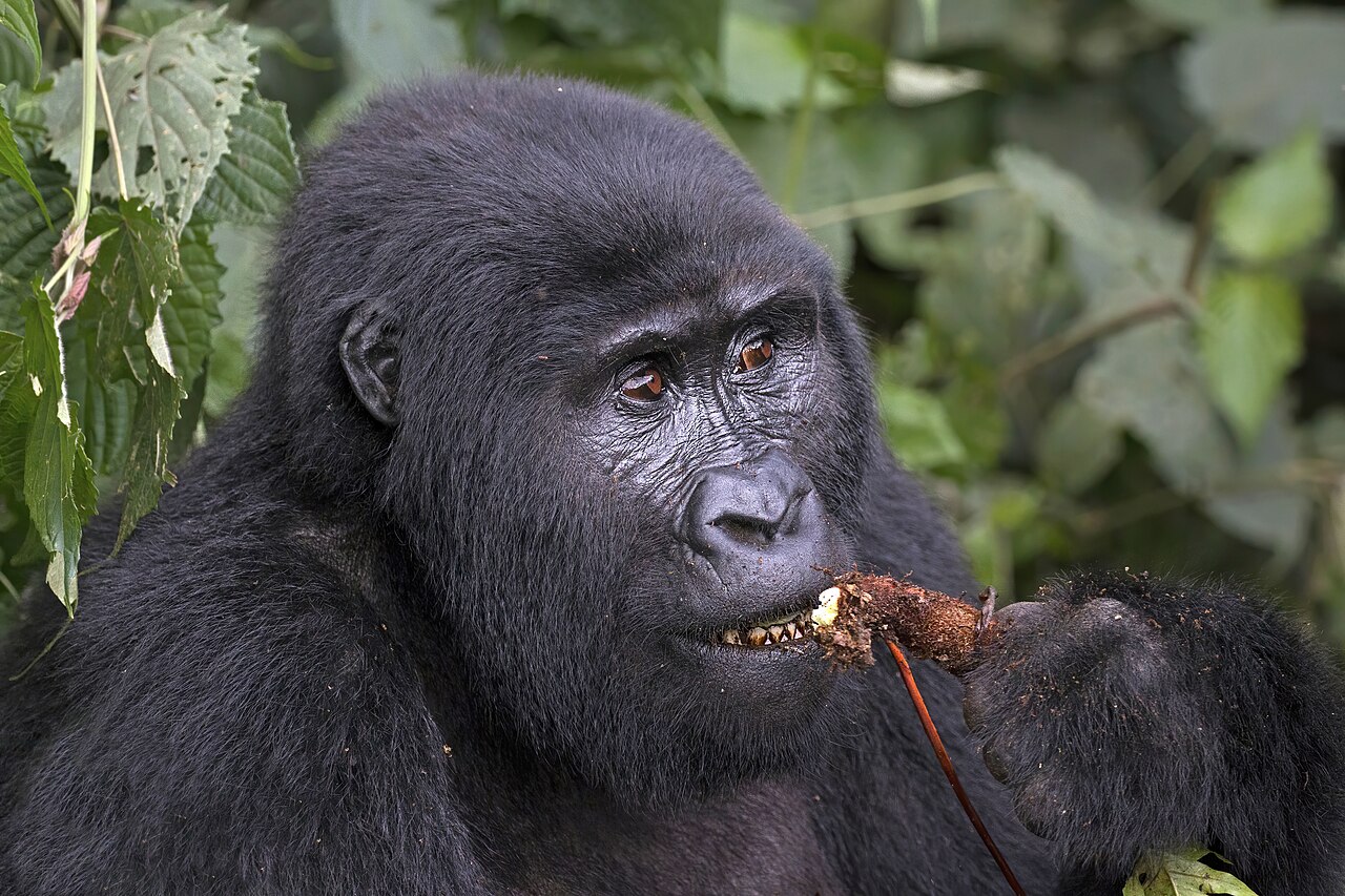 gorilla trekking Rwanda planning image for African safari holidays in 2026