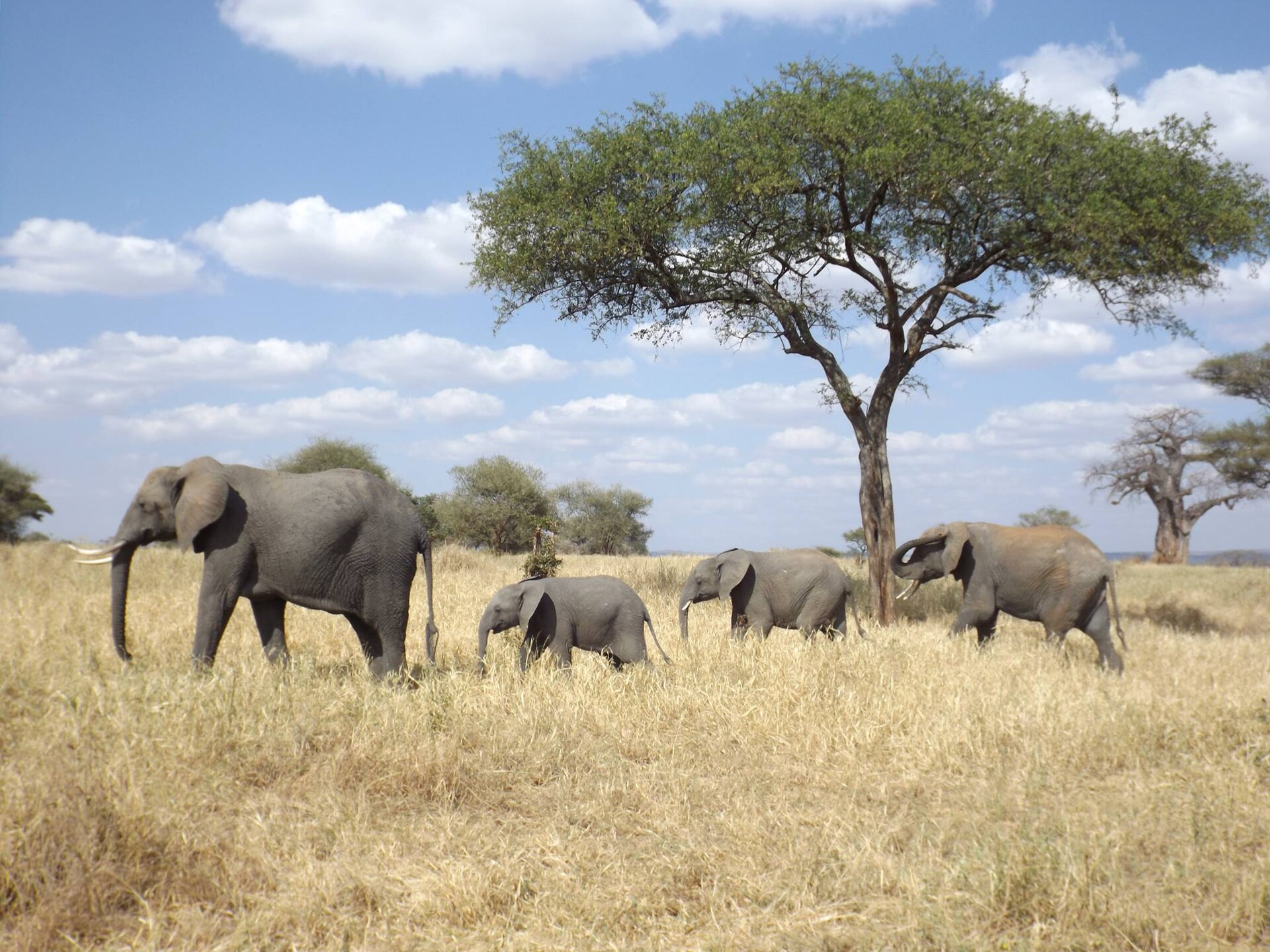 Elephant family illustrating family Tanzania safari budget planning