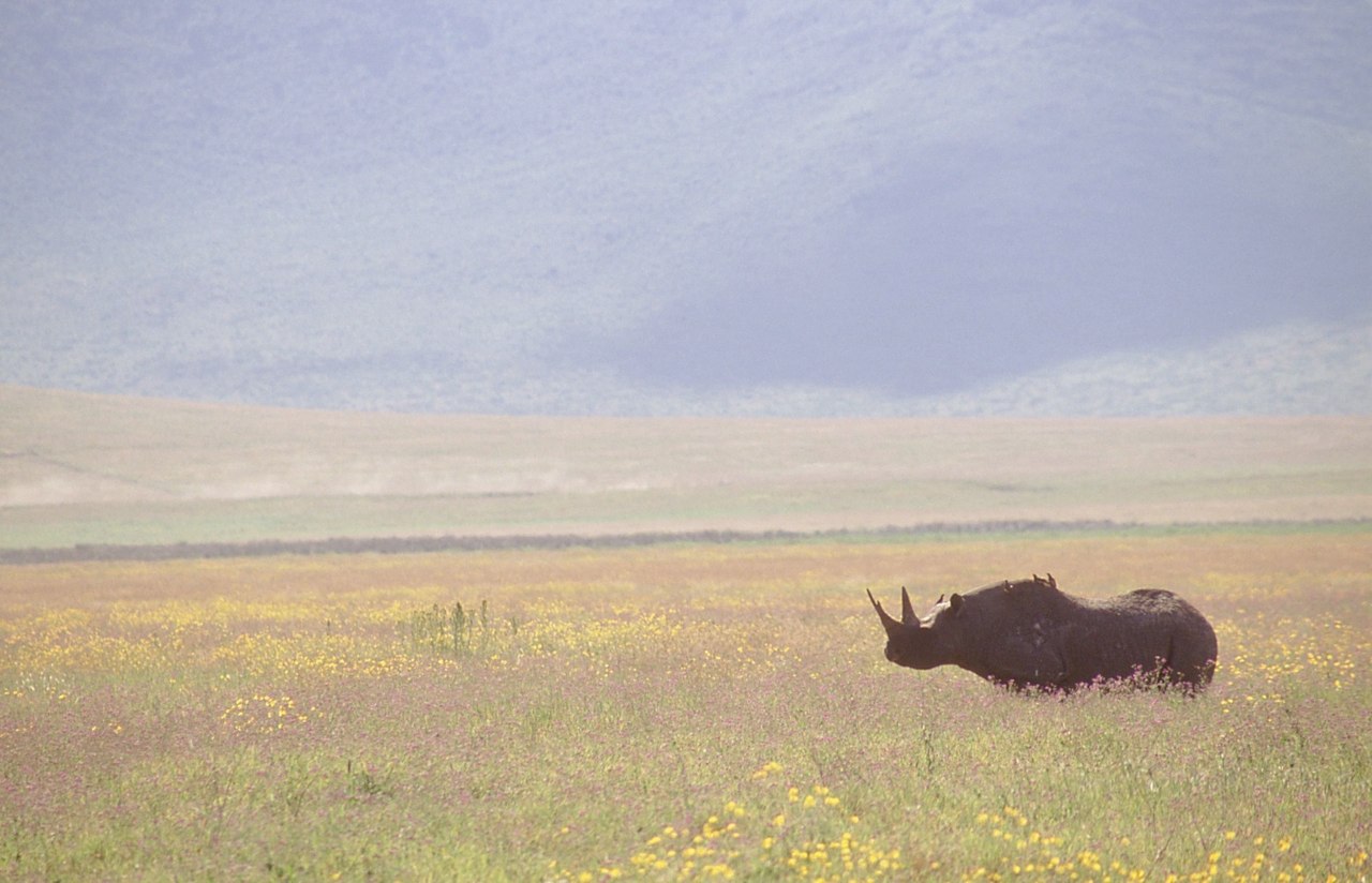 3-Day Tarangire and Ngorongoro Crater Mid-range Safari
