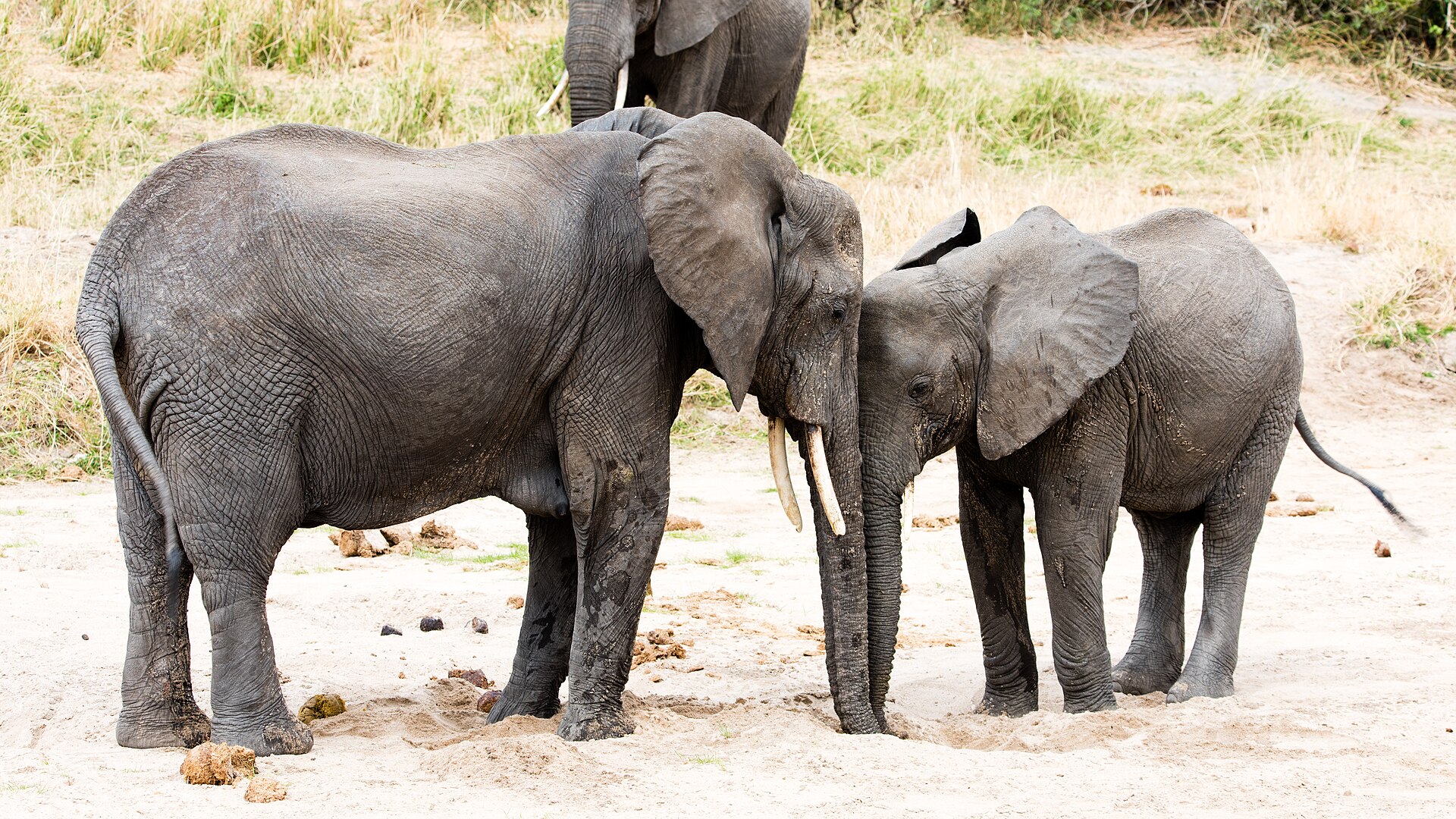 Real travel image for Tarangire Elephant Safari When the Park Is Most Rewarding