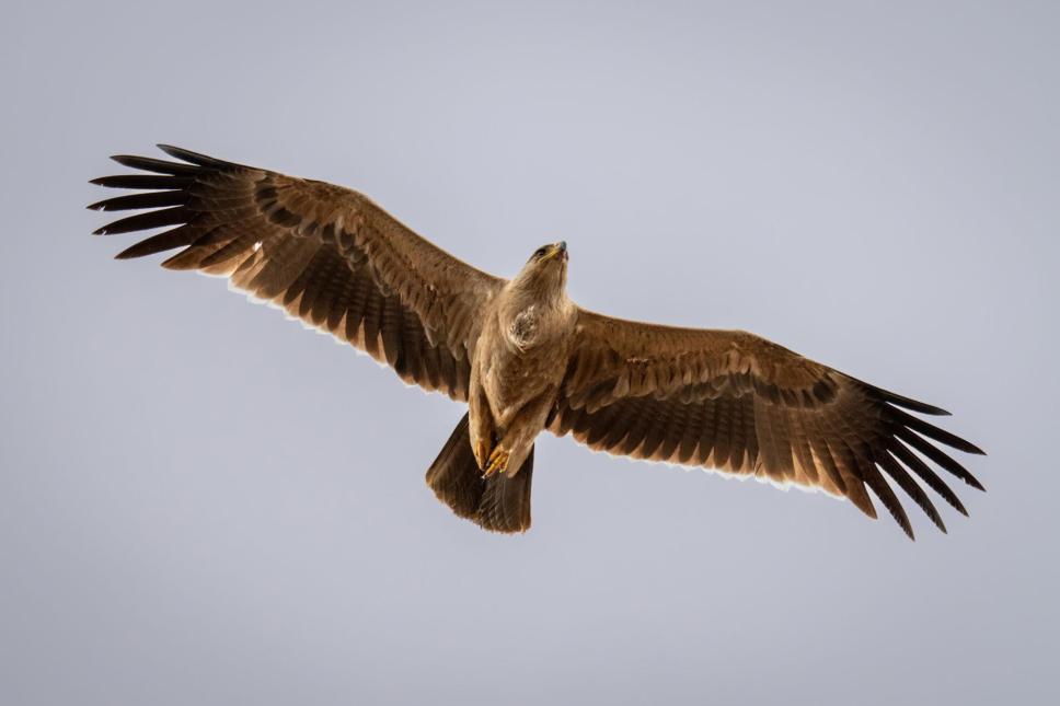 Tawny eagle Tanzania safari guide image 1