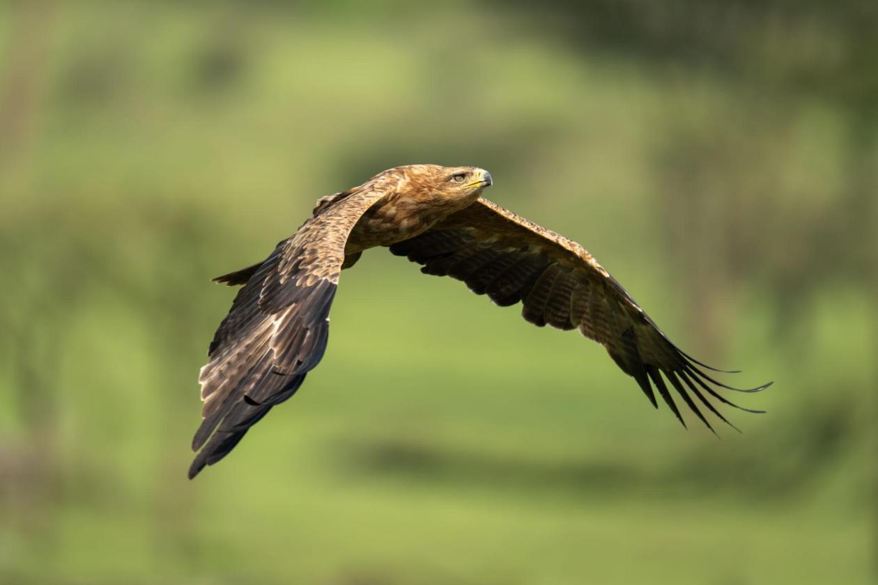 Tawny eagle Tanzania safari guide image 3
