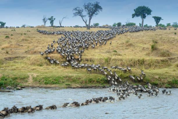 The Wildebeest Migration Tanzania safari guide image 2