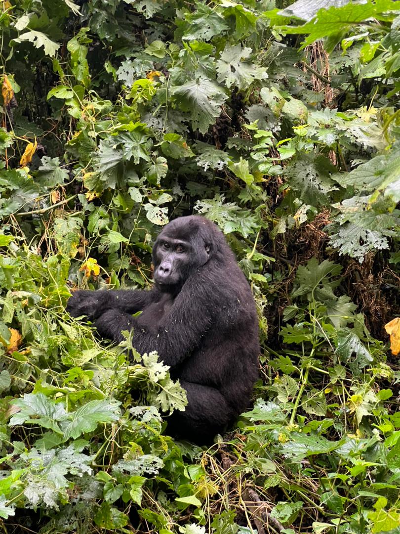5-Day Bwindi Gorilla Trekking and Lake Bunyonyi Journey