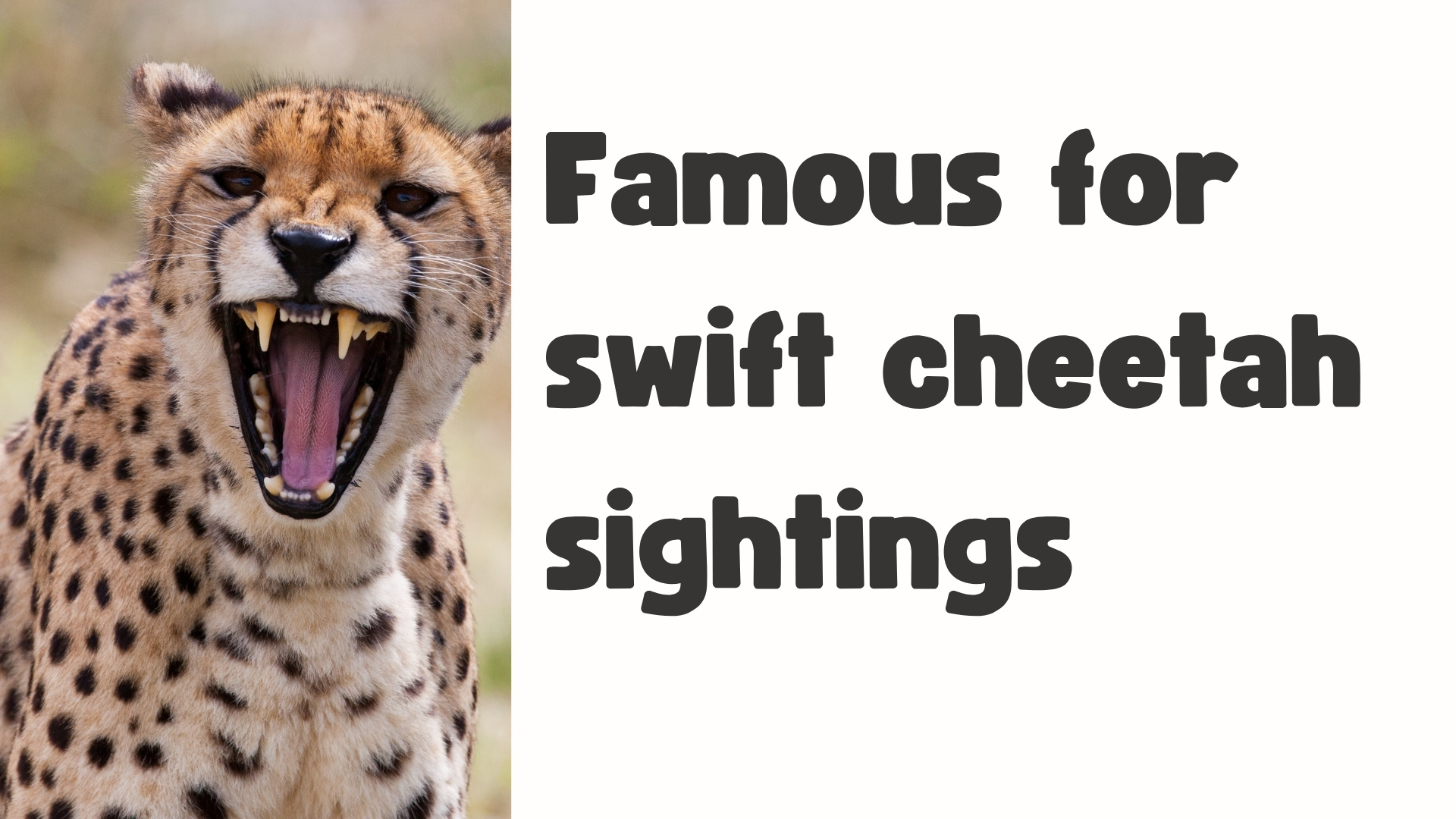 Cheetah