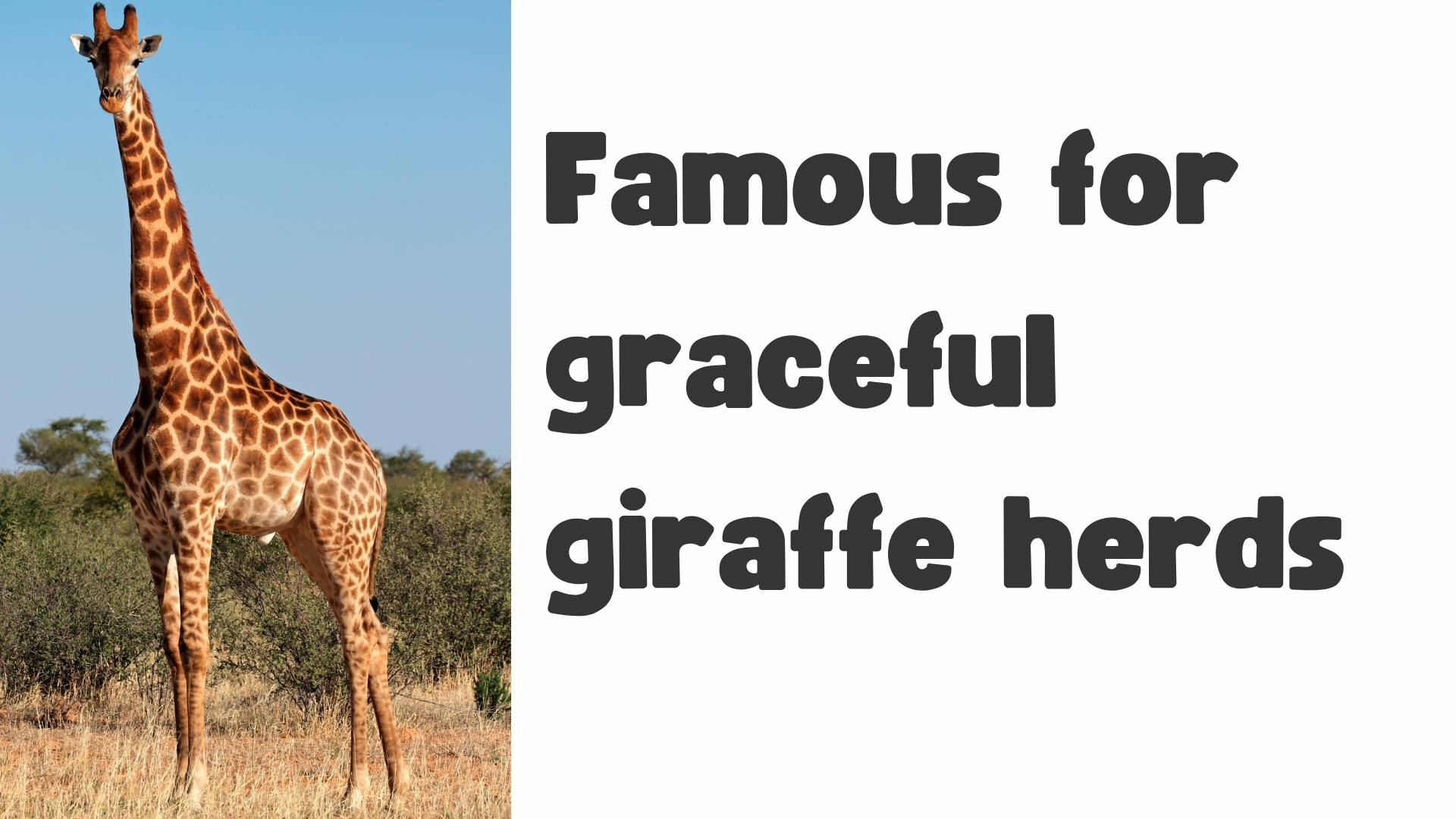 Giraffe